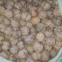 核桃去皮25~30mm干