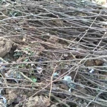 梨树2~4cm0.5~1米
