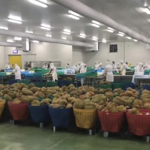 泰国榴莲10斤以上