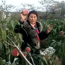 冬桃苗载陪技术常年免费桃苗0.6起步10元一棵