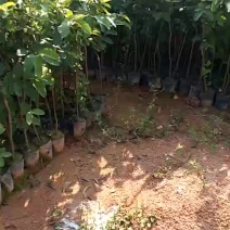 西瓜番石榴苗30~50cm