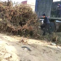 金银花1米以下