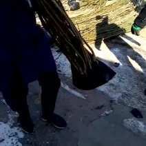 核桃苗1~2年100~150cm