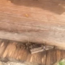 纯野生蜂蜜2斤装