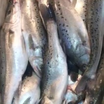 海鲈鱼食用