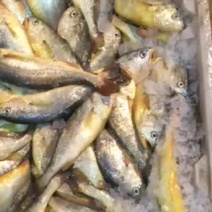 小黄鱼食用