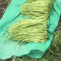 芦篙