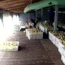 常年出售各种鸡鸭鹅苗高价回收