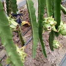 红心火龙果苗10~20cm种苗