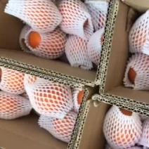 广西柑桔-默科特柑橘4~4.5cm大量现货欢迎采购