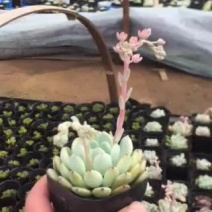多肉植物含盆