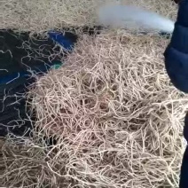 鱼腥草箱
