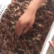龙虾苗人工养殖
