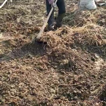 鱼腥草塑料袋