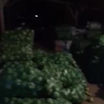 新鲜榨菜上市了，产地直销，量大从优，3月下旬上市