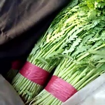 邯郸蒿子杆20~25cm叶菜齐全，邯郸蔬菜基地欢迎您