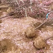剑麻30公分