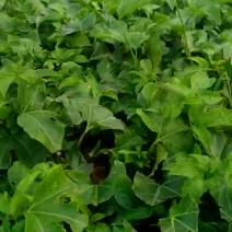 百香果苗10cm以下
