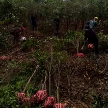 桂花苗处理地径3公分桂花