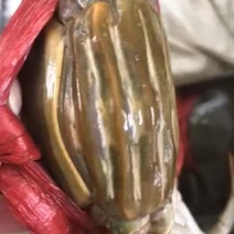 红蟹食用雌蟹