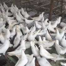 中鸽450克一550克，体现圆润双胸，有灰有白