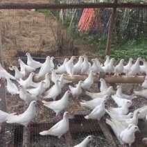 嫩鸽400克，中鸽450克大量供应鸽子