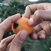 枇杷原产地直供