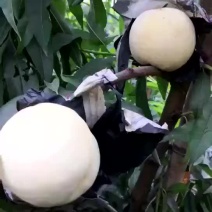 桃树嫁接苗新品种白如玉桃苗南方北方种植果树白桃苗