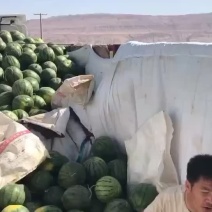 新疆西瓜，吐鲁番后昌吉地头采摘装车，全国代发