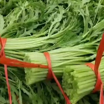 河北茼蒿精品茼蒿上市，质优价廉，产地直销，打包装代发车等