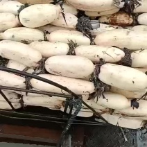 清水莲藕片蔬菜批发市场卤料藕合商用莲藕