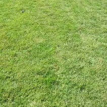 四季青草，马尼拉草、果岭草、基地直销，提供发票，量大从优