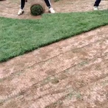 云南草坪四季青，马尼拉可提供发票，量大从优