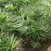 细叶棕竹工程苗出售杯苗棕竹地苗棕竹，棕竹批发基地