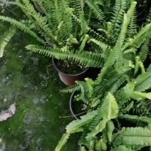 肾蕨地苗肾蕨杯苗肾蕨基地批发高矮都有