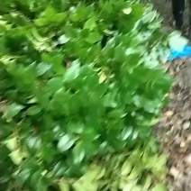 茶花笼子批发基地茶花球茶花小苗高杆茶花