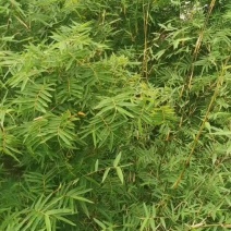 凤尾竹批发出售熊猫竹凤尾竹袋苗地苗，凤尾竹绿化苗