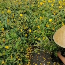 金丝桃工程苗金丝桃小杯大杯金丝桃批发基地