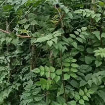 藤本凌霄基地美国凌霄工程货凌霄大杯苗凌霄批发