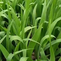 德国鸢尾小苗基地紫花鸢尾批发鸢尾工程苗子