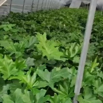 春羽大杯小杯出售春羽基地批发春羽工程苗