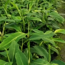 花叶良姜地苗出售花叶良姜杯苗供应花叶良姜工程苗