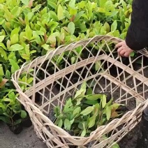 四川龙船花批发出售龙船花小杯苗子龙船花盆苗价格