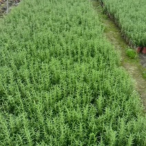 迷迭香工程小苗小杯迷迭香基地大杯迷迭香出售