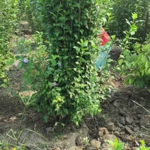 木槿工程苗批发木槿袋苗木槿供应价格