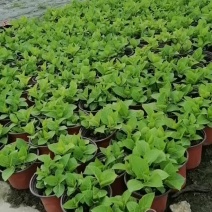 绣球八仙花批发无尽夏杯苗供应绣球工程苗绣球小杯大杯