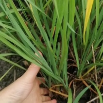 紫娇花杯苗出售紫娇花工程苗紫娇花地苗供应