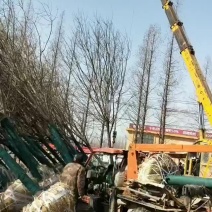国槐树，规格齐全，槐树适应公园绿化，小区绿化，工程绿化