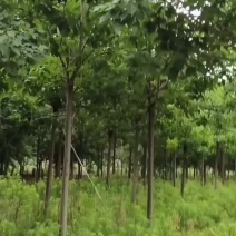 12公分楸树