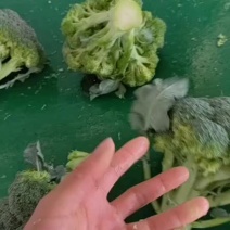 精品西蓝花一手货源价格低质量好发全国